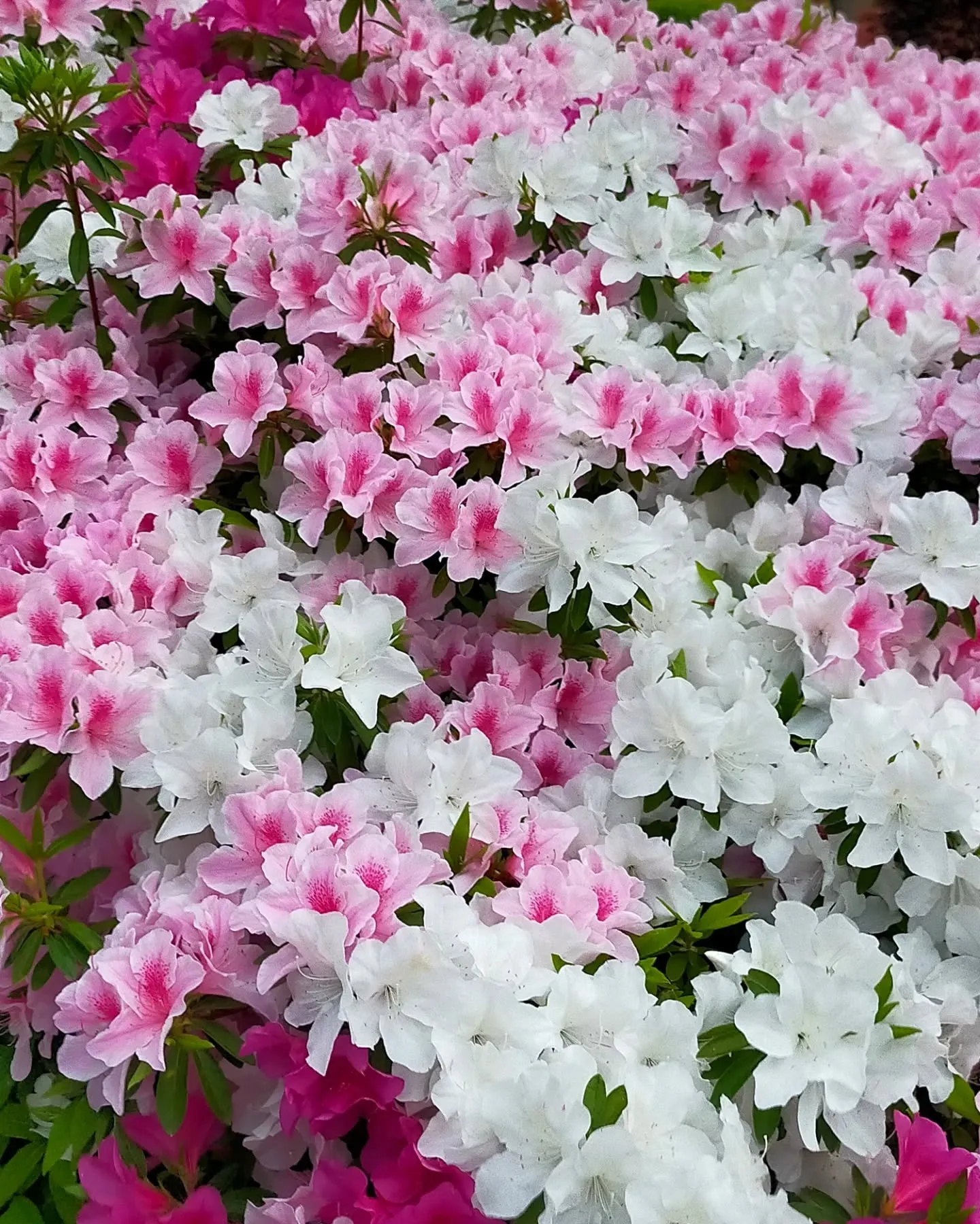 【GWの銀座、最高の青空と賑わい、ツツジ満開の季節】