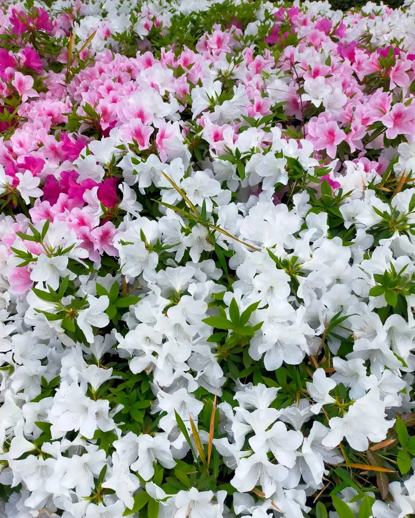 【GWの銀座、最高の青空と賑わい、ツツジ満開の季節】